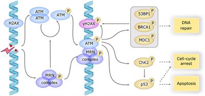 Epstein-Barr Virus (EBV)-Related Lymphoproliferative Disorders in Ataxia Telangiectasia: Does ATM Regulate EBV Life Cycle?